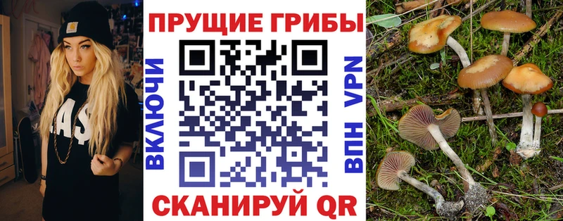 Псилоцибиновые грибы Psilocybine cubensis Видное